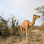 Dromedary Camel In Overgrazed Cloud Poster