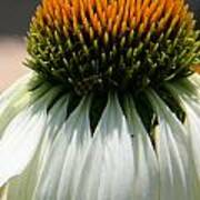 Droopy Coneflower Daisy With Bug Poster
