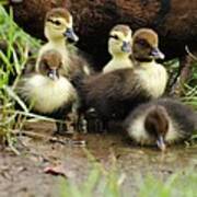 Ducklings Poster