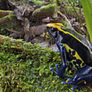 Dyeing Poison Frog In Rainforest Surinam Poster