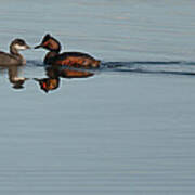 Eared Grebe Feeding Baby Poster