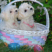 Easter Pups Poster