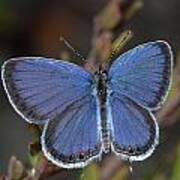 Eastern Tailed Blue Butterfly Poster