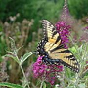 Eastern Tiger Swallowtail Poster