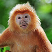 Ebony Leaf Monkey Trachypithecus Poster