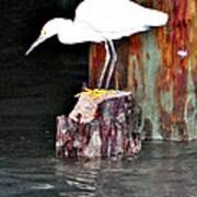 Egret Fishing Poster