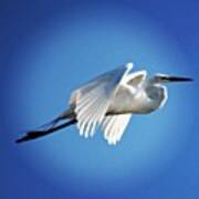 Egret In Flight #egret #flying Poster