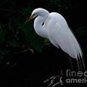 Egret On A Branch Poster