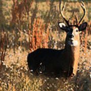 Eight Point Buck Poster