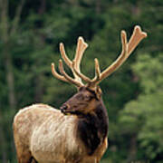 Elk Male Portrait Poster
