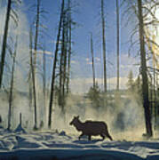 Elk Female In The Snow With Steam Poster