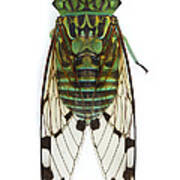 Emerald Cicada Poster