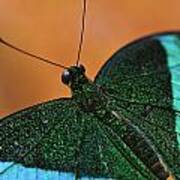 Emerald Swallowtail Poster
