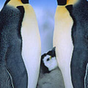 Emperor Penguins Aptenodytes Forsteri Poster
