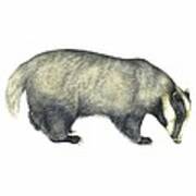 European Badger, Artwork Poster