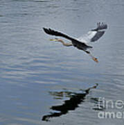 Evening Flight Reflection Poster