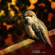 Fall Colors - Allens Hummingbird Poster