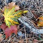 Fall Forest Floor Poster