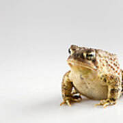 Fat Toad Poster