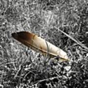 #feather #grass #bird #instagood Poster