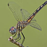 Female Blue Dasher Dragonfly Poster