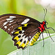 Female Cairns-birdwing Butterfly Poster