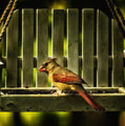 Female Cardinal In Evening Light Poster