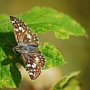 Female Common Checker Skipper 8803 3430 Poster