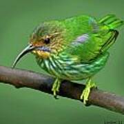 Female Purple Honeycreeper Poster