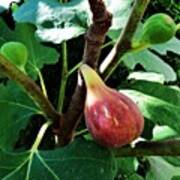 Fig Tree In My #garden #webstagram Poster