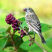 Finch Eating Beautyberry Poster