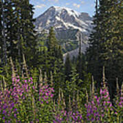Fireweed Flowering And Mount Rainier Poster
