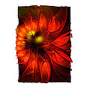 Flame Lily Framed Poster