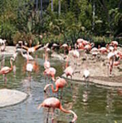 Flamingo Lagoon I Poster