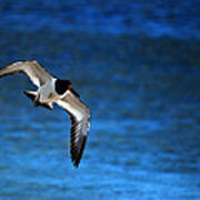 Flight Of The Oystercatcher Poster