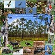 Florida Wildlife Photo Collage Poster