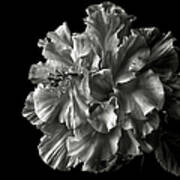 Fluffy Hibiscus In Black And White Poster