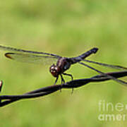 Fly Away Dragonfly Poster