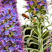 Flying Bee On Purple Pride Of Madeira Flowers . 7d14839 Poster