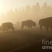 Foggy Bison Poster