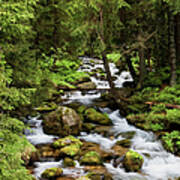 Forest Stream In Tatra Mountains Poster