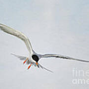 Forster's Tern Upon Cirrus Skies Poster