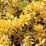 Forsythia Intermedia Poster