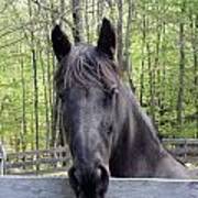 Friesian Alert Poster