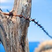 From The Archive: Hawaii Barbed Wire Poster