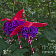 Fuchsia Flower Poster