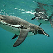 Galapagos Penguin Underwater Poster
