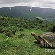 Galapagos Tortoise - Alcedo Crater Galapagos Poster