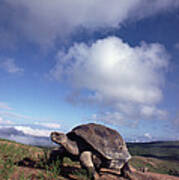 Galapagos Tortoise on Isla Isabella Poster