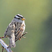 Gambel's White Crowned Sparrow Poster